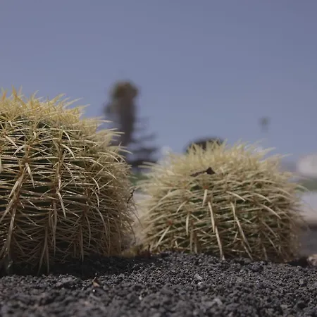 Flamboyant Adults Only