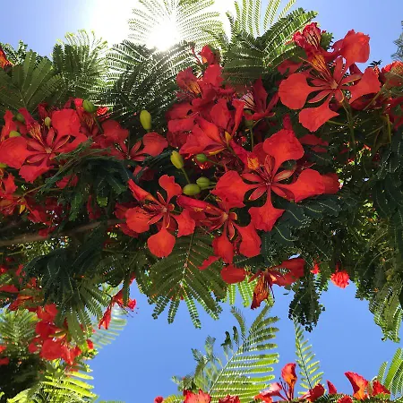 Apartment Flamboyant Adults Only Puerto del Carmen (Lanzarote)