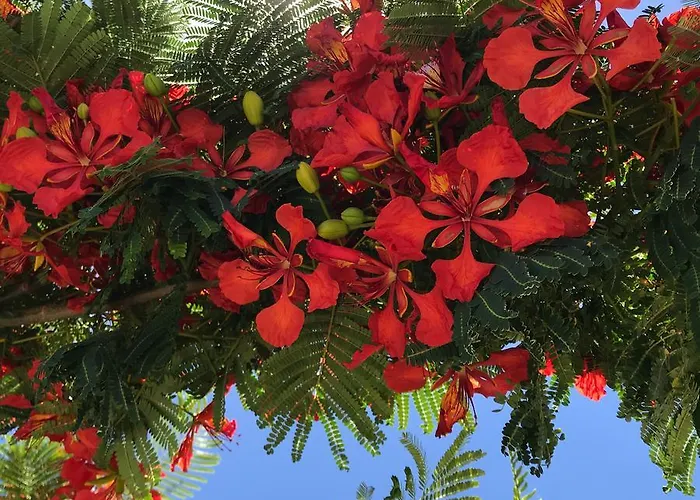 Apartman Flamboyant Adults Only Puerto del Carmen